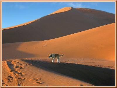 The dog of Zagora