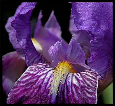 Iris