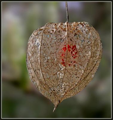 Physalis