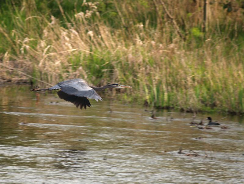 Great Blue Heron