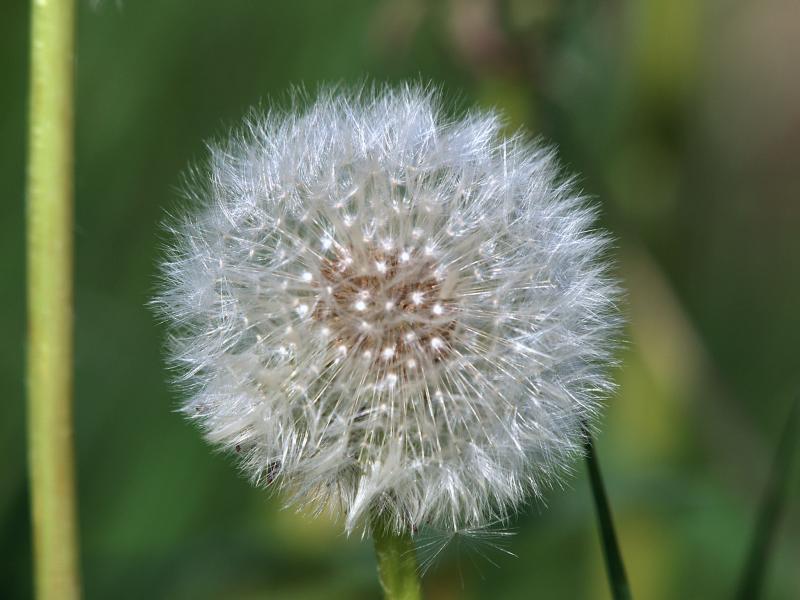 dandelion.JPG