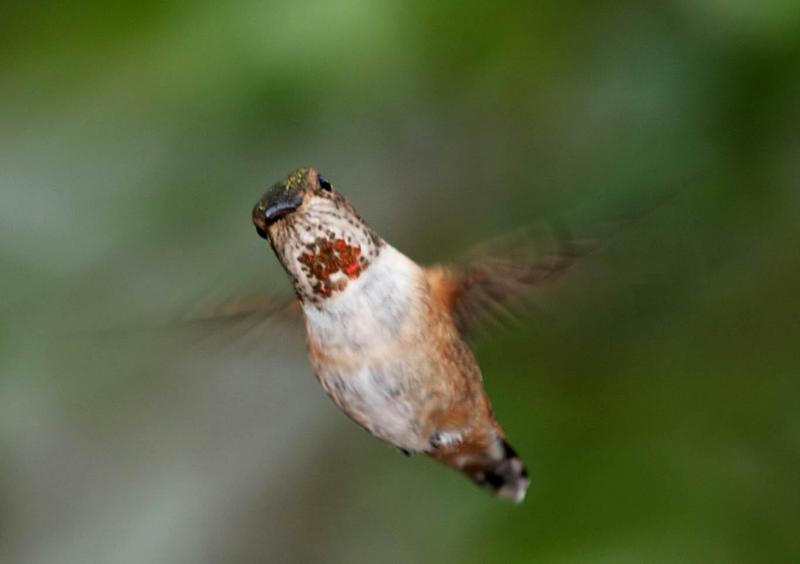 Hummingbird