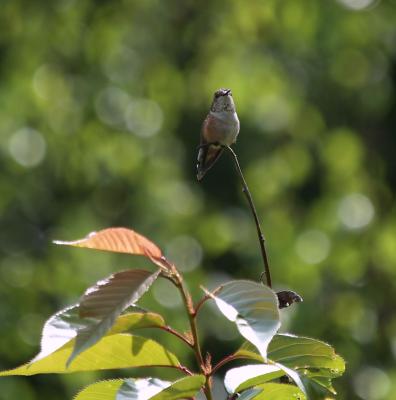 Hummingbird in the matrix