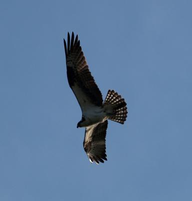 osprey