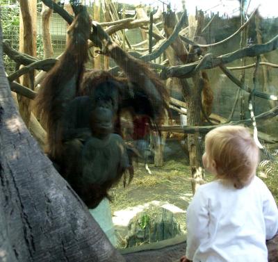 Orangutan, Woodland Park Zoo