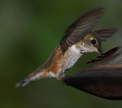 Hummingbird