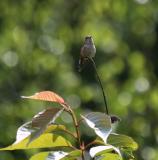 Hummingbird in the matrix
