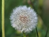 dandelion.JPG