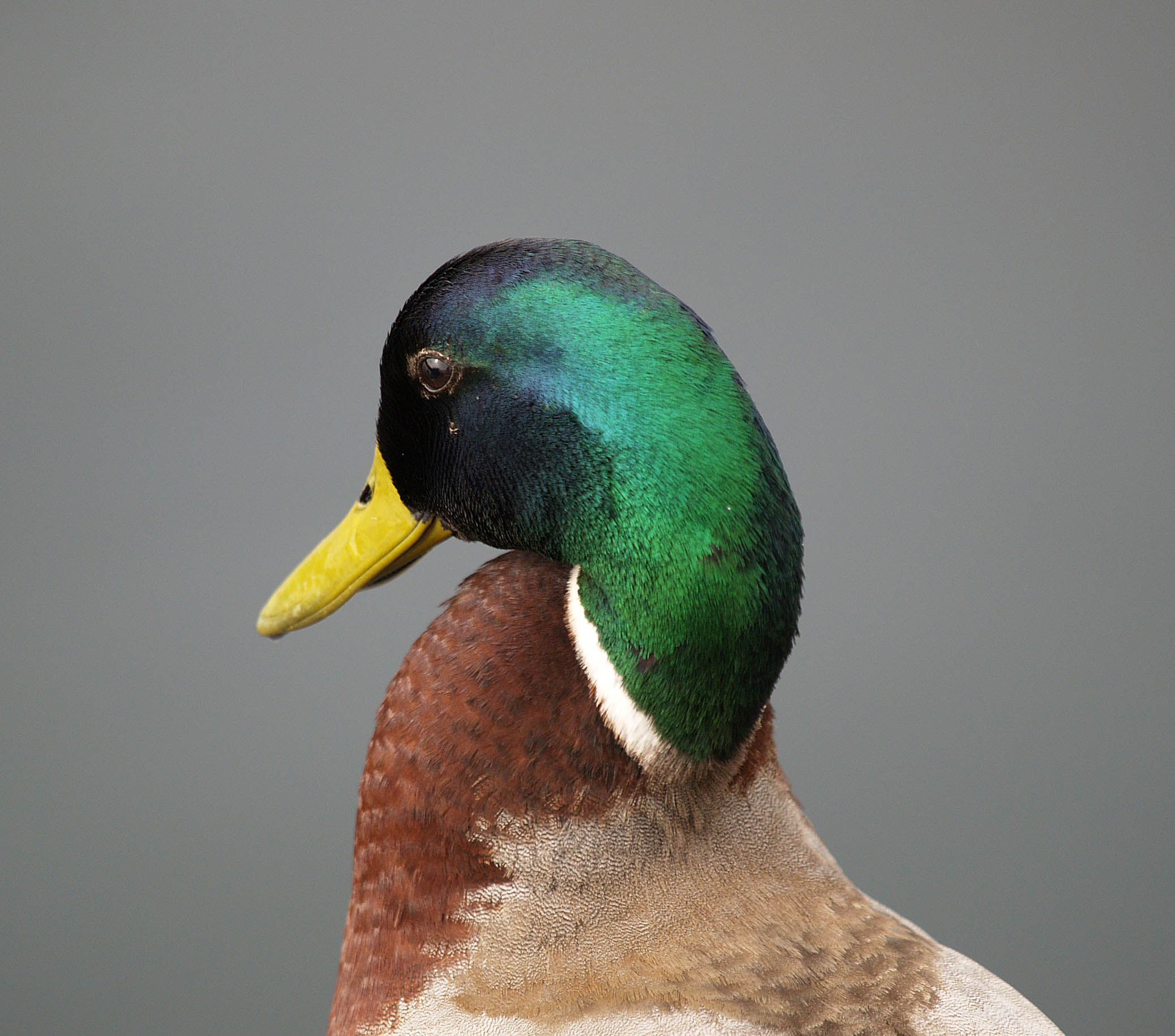 mallard