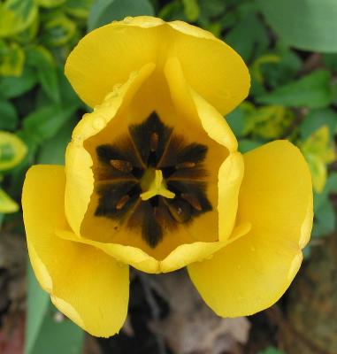 Petals 2
