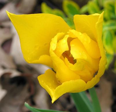 Petals 7