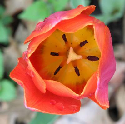 Petals 3