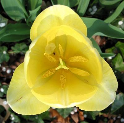 Petals 4