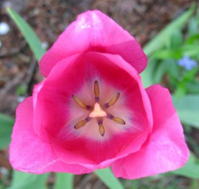 Petals 5