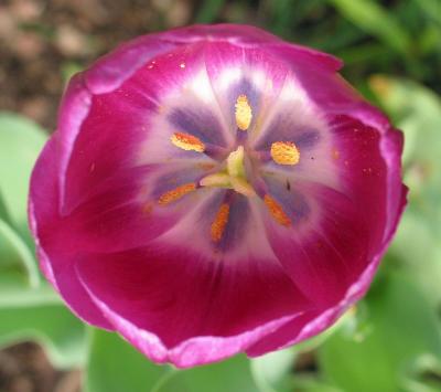 Petals 6