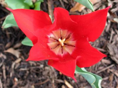 Petals 8