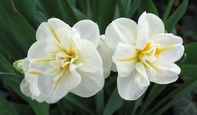 Petals