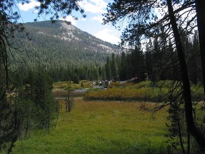 Meadow 2