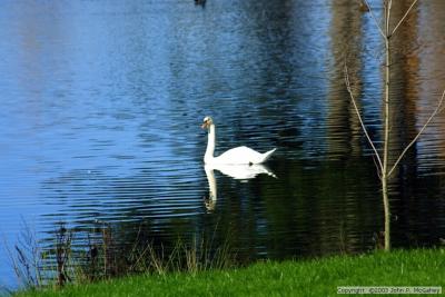 New Zealand Wildlife