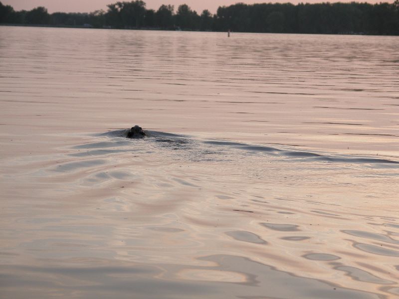 Beaver on Lake Loramie
