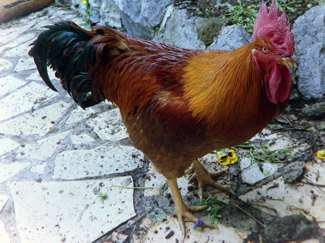 Plus beau que moi, jte bouffe !