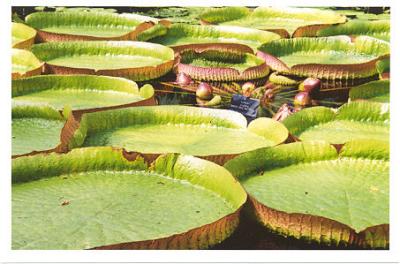 kew gardens- giant lilypads.jpg