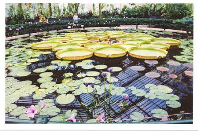 kew Gardens - lily pads  flowers.jpg