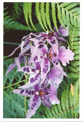 Kew Gardens - purple orchid.jpg
