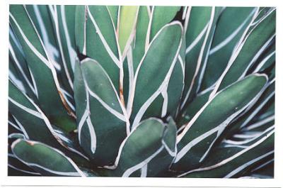 Kew Gardens- green plant pattern.jpg