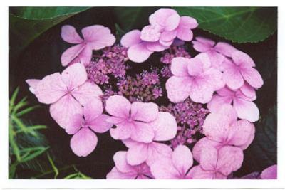 kew Gardens- Hydrangea.jpg