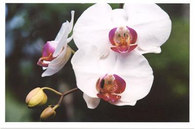 Kew Gardens- Orchids.jpg