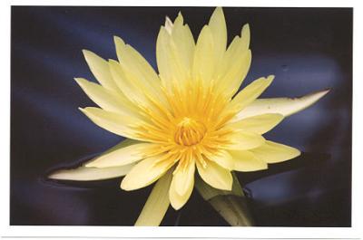 Kew Gardens- yellow flower.jpg