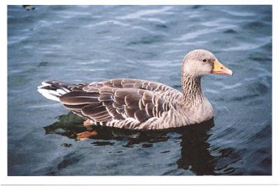 Greylag goose.jpg