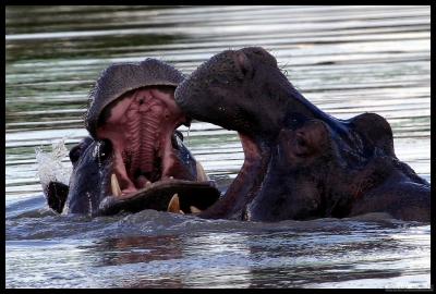 Hippo's up close sparring