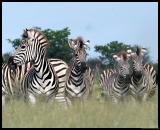 Zebras