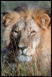 Male Lion