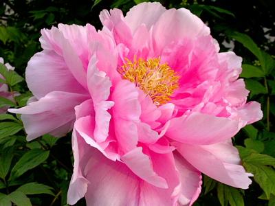 Peony Tree