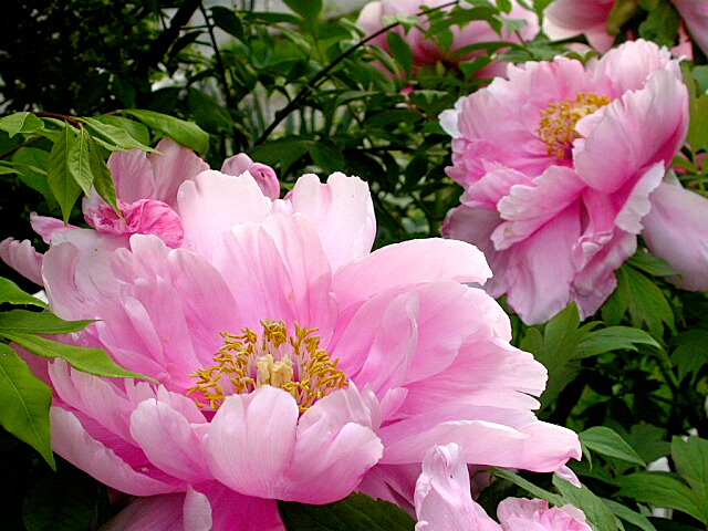 Peony Tree