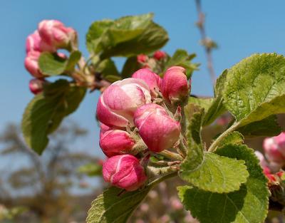 Apple Blossom.