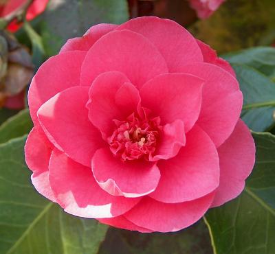 Camellia.