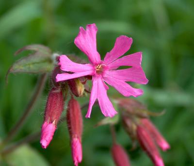 Red Campion.