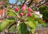 Apple Blossom.