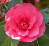 Camellia.