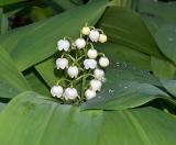 Lily of the Valley.