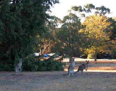 u44/johnfr/medium/28439952.CanberraEveRoos.jpg