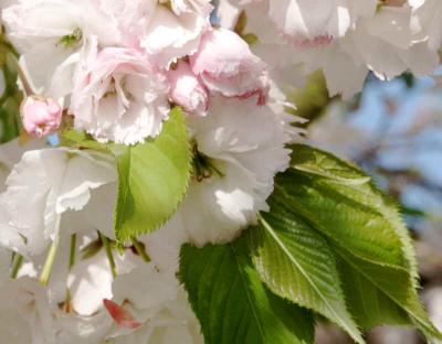 Cherry Blossom T0.jpg