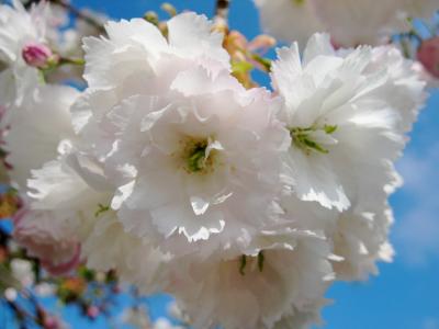 Cherry Blossom T3.jpg