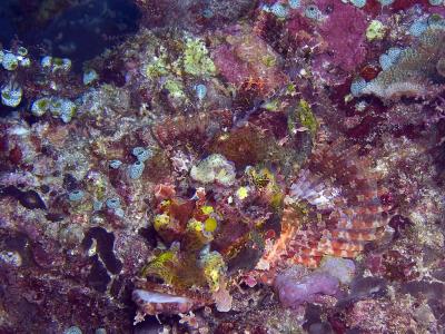 Scorpionfish