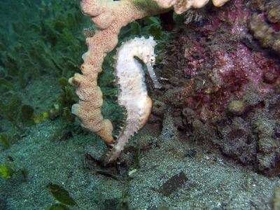 Seahorse