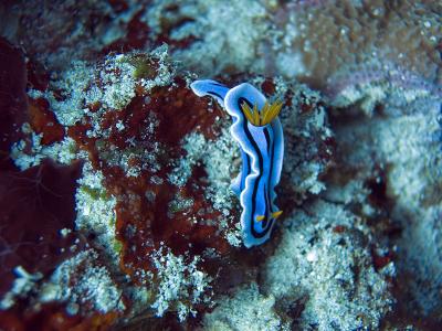 Nudibranc